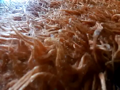 tiscopofortezozza online show from 04/02/26, 04:02