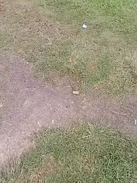 sophie banger online show from 11/24/25, 09:48