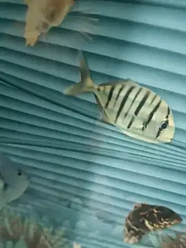 Snapshot of Mr_joh chatting on 11/07/25, 05:56 Mr joh online show from 11/07/25, 05:56