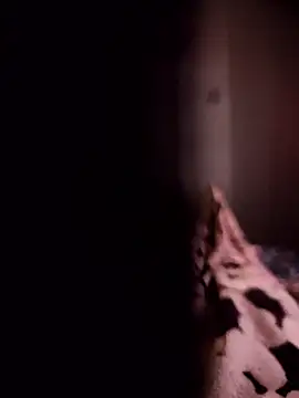 Maxpor77 online show from 01/09/26, 10:55