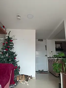 DakotaShelby online show from 12/17/25, 06:57