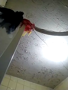 Polygamist online show from 10/18/25, 07:54