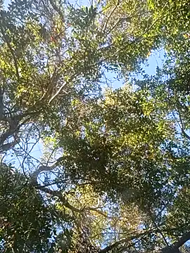 Buffshagswell online show from 11/18/25, 07:17