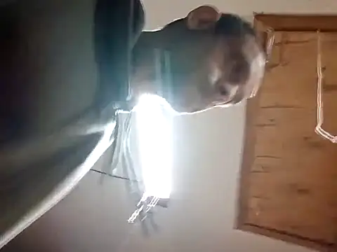 Buffshagswell online show from 11/14/25, 04:49