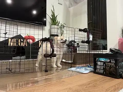 kensnb online show from 11/28/25, 08:14