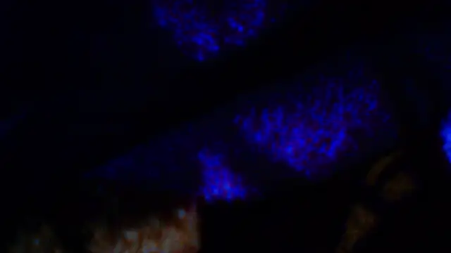 penesillo79 online show from 12/18/25, 04:28