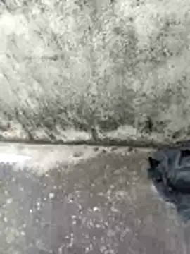 jellydicks online show from 02/14/26, 06:46