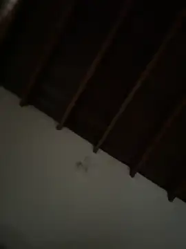 siri duque online show from 03/23/26, 03:23