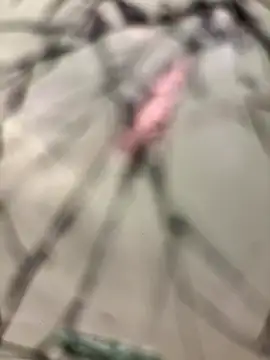 lescro95  online show from 12/14/25, 03:28