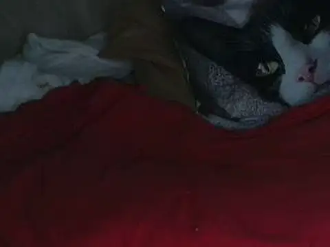 VeneRed online show from 10/12/25, 07:59