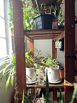 alburt 1996 online show from 04/04/26, 03:46