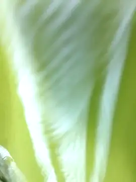 Snapshot of MaaliiiPonuTamil chatting on 06/24/26, 04:49 MaaliiiPonuTamil online show from 06/24/26, 04:49