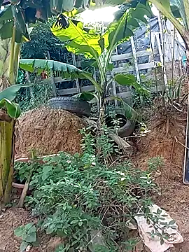 Snapshot of tayson_ chatting on 03/02/25, 02:04 tayson online show from 03/02/25, 02:04