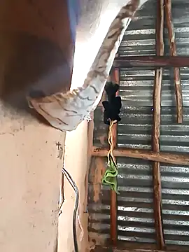 BIGBLACKCOOCK24- online show from 03/05/25, 06:01