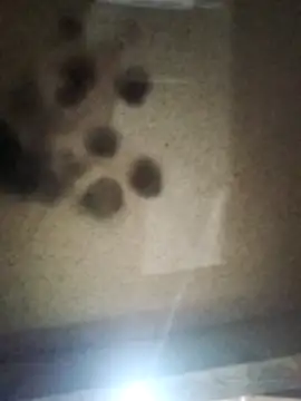 Snapshot of Leocesar37 chatting on 10/10/25, 03:18 Leocesar37 online show from 10/10/25, 03:18