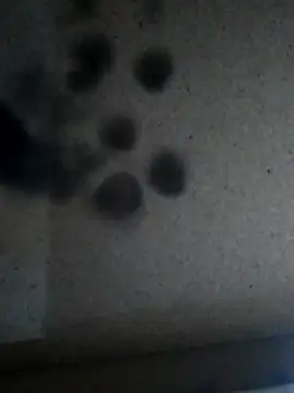 Snapshot of Leocesar37 chatting on 11/25/25, 05:46 Leocesar37 online show from 11/25/25, 05:46