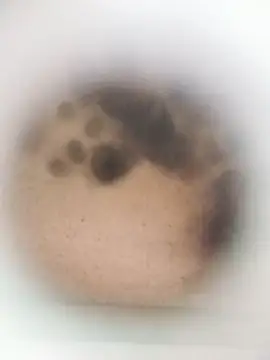 Leocesar37 online show from 03/27/26, 08:26