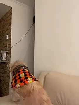 Im Valen Cute online show from 10/01/25, 08:13