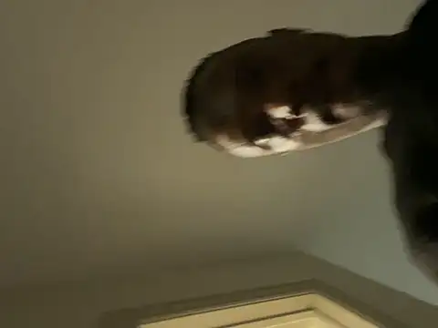 Backshort11 online show from 02/05/26, 01:01