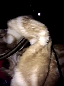 menakshiiikaur online show from 03/03/25, 12:01