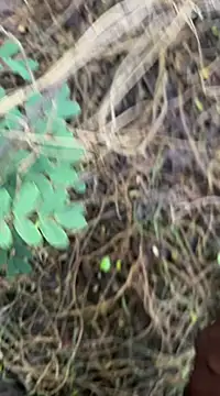 tamil000000 online show from 03/18/25, 01:13