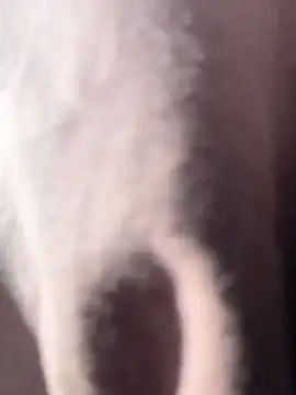 vivicolibri online show from 12/18/25, 08:56