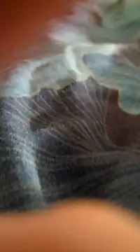 Snapshot of WelshXXX chatting on 01/20/25, 10:26 WelshXXX online show from 01/20/25, 10:26