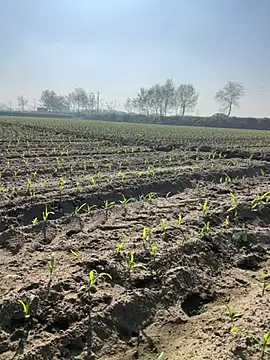 poision51 online show from 03/08/25, 04:12