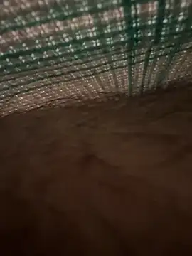 studdboyy online show from 12/17/25, 03:33