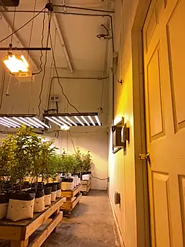 jr91esl online show from 03/02/25, 05:20