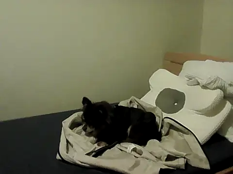 housewife shantie online show from 11/15/25, 03:16