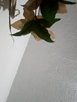 Naomy veracruz  online show from 04/11/26, 10:19