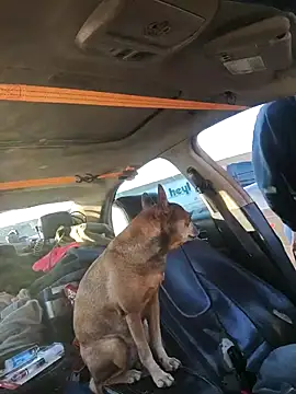 Snapshot of DatingProfile_USA_43_str8 chatting on 10/04/25, 12:12 DatingProfile USA 43 str8 online show from 10/04/25, 12:12