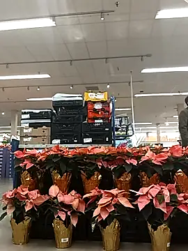 kobrashekyng online show from 11/14/25, 03:37