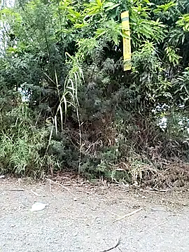 Danna-linyi online show from 03/29/26, 02:08