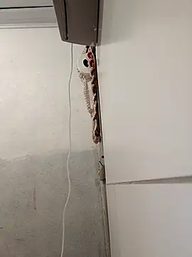 Lucastranzao online show from 04/10/26, 09:00