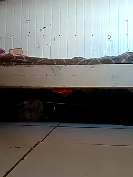 frotasso online show from 04/02/26, 12:01