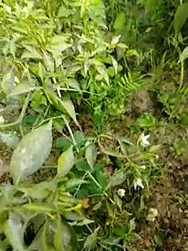 sweet suman online show from 01/15/25, 10:38