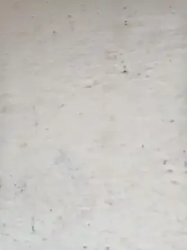 Pooja cut online show from 10/15/25, 04:11