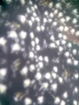 Amaya Bajwa online show from 11/12/25, 08:29