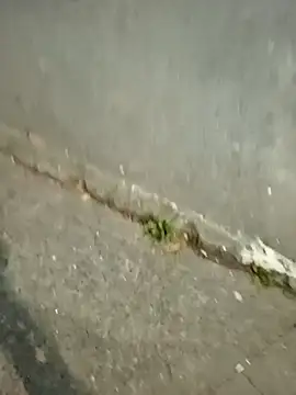 mmarvis za78 93 21cm online show from 12/16/25, 11:31