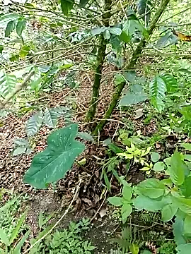 mmarvis za78 93 21cm online show from 11/04/25, 06:11