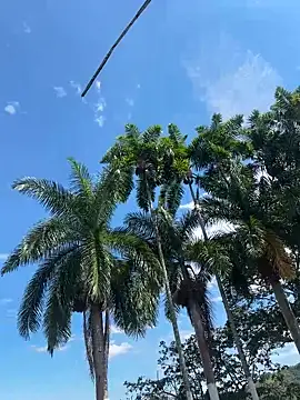 pegaso888888 online show from 03/20/26, 07:37