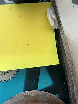 pegaso888888 online show from 03/17/26, 08:56