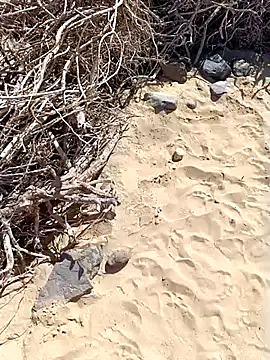 Snapshot of MountJohnXL chatting on 02/20/25, 02:46 MountJohnXL online show from 02/20/25, 02:46