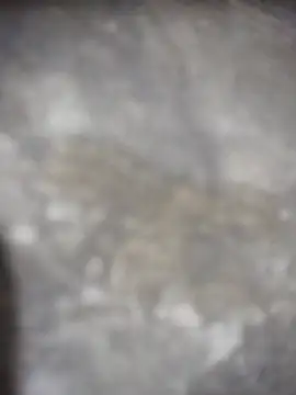 Feeroo11 online show from 04/16/26, 04:41