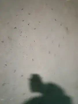 Raj41 online show from 01/09/26, 04:25