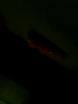 Raj41 online show from 01/06/26, 12:58