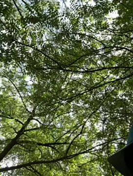 arevalo1124 online show from 11/23/25, 03:22