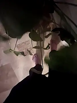 Snapshot of Dam70 chatting on 12/14/25, 07:52 Dam70 online show from 12/14/25, 07:52